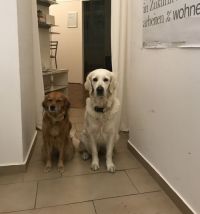 Tiergesttzte Therapie 